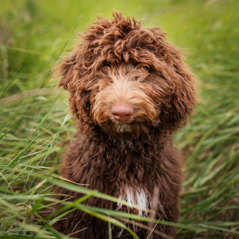 a close up of a dog in a grassy field
