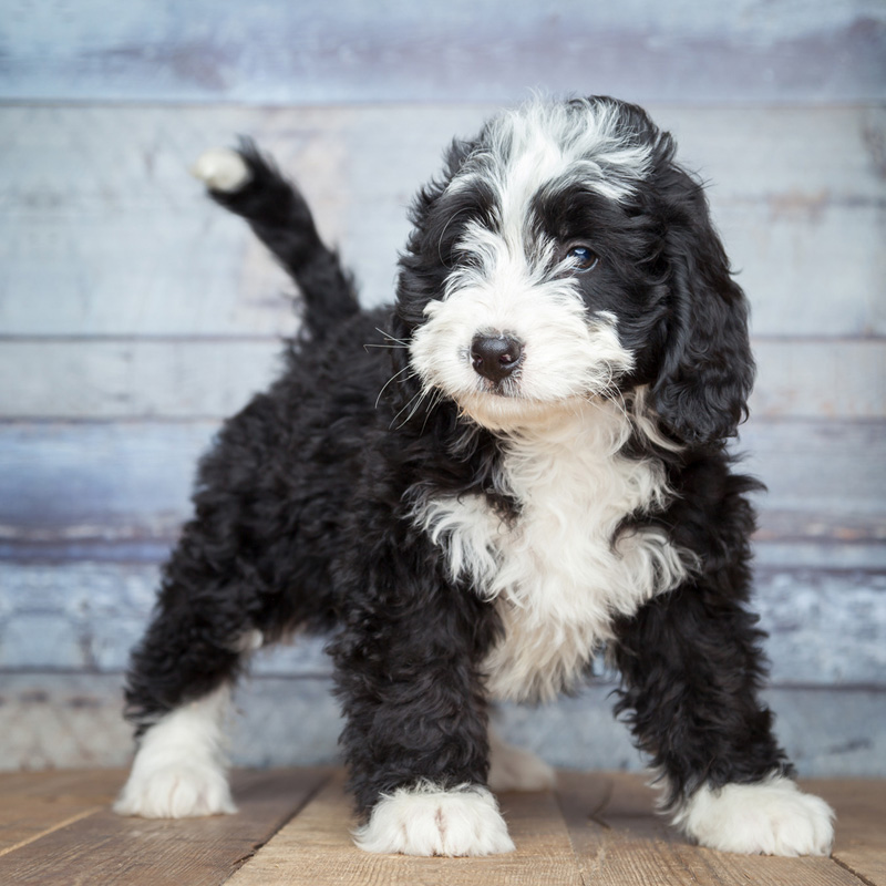 a dog sitting in front of a building