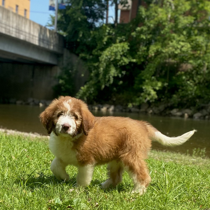 a large brown dog standing in the grass