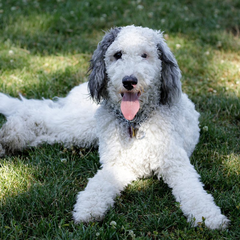 a dog lying on green grass