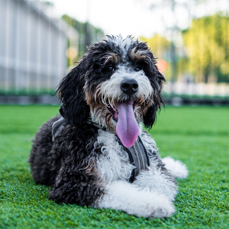 a dog sitting in the grass