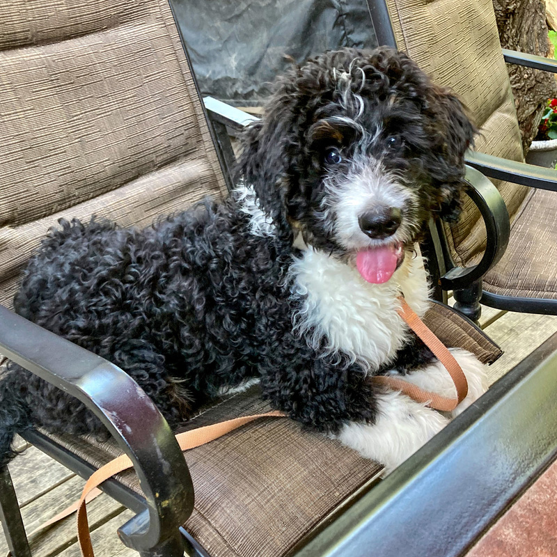 a dog sitting on a chair