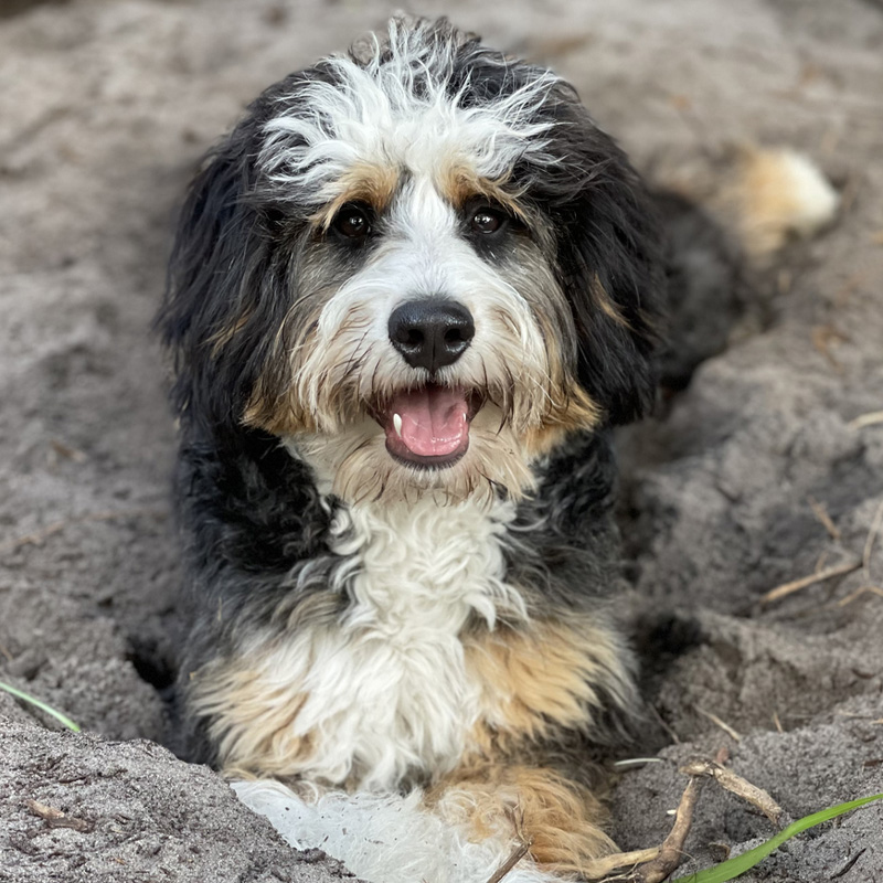 a dog lying on the ground