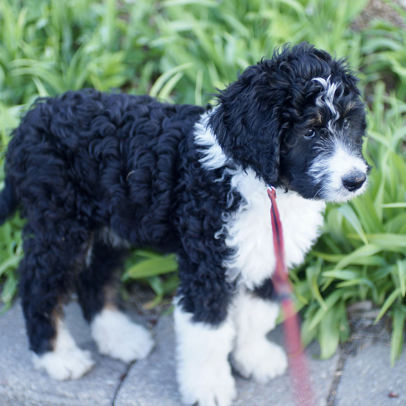 a dog standing on grass