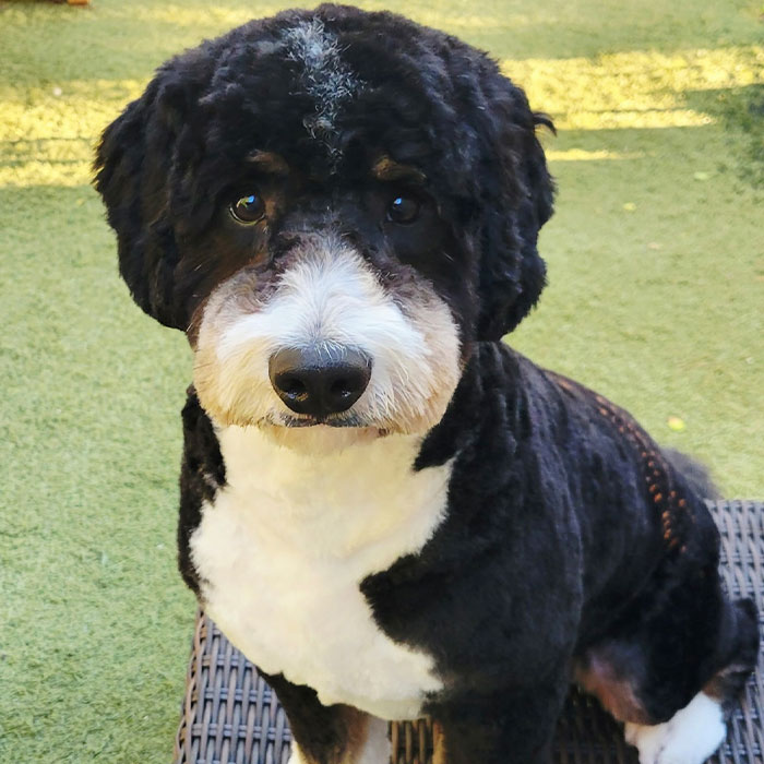 a dog standing on grass