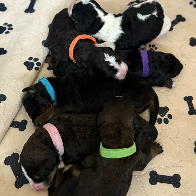 a dog lying on a pile of stuffed animals